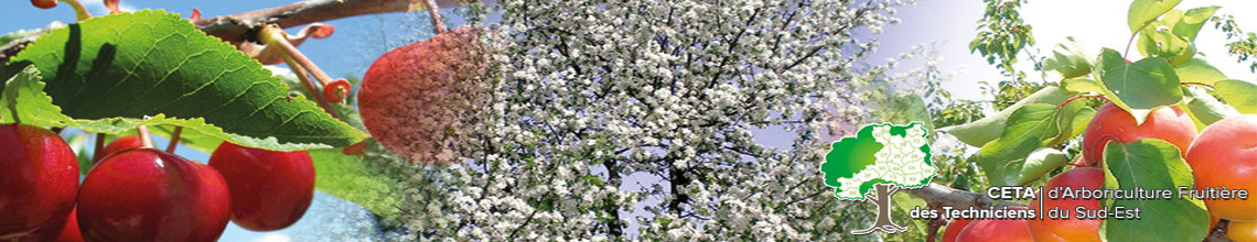 cerisier en fleur, cerises